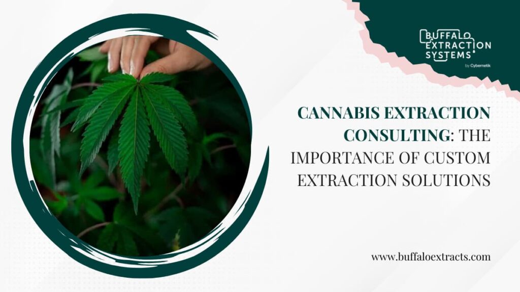 Cannabis Extraction Consulting The Importance of Custom Extraction Solutions